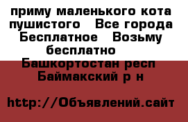 приму маленького кота пушистого - Все города Бесплатное » Возьму бесплатно   . Башкортостан респ.,Баймакский р-н